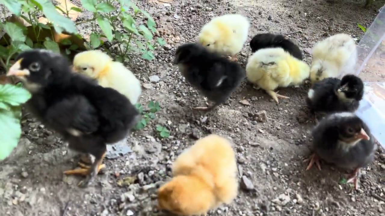 Pollitos en fuga 🐣 