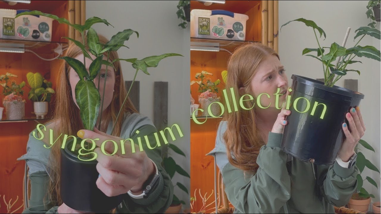 Syngonium Collection | rare and common syngonium, plant collection