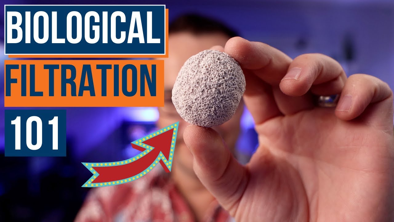 What Is Biological Filtration & Is It Important for a New Saltwater Aquarium? Ep: 21
