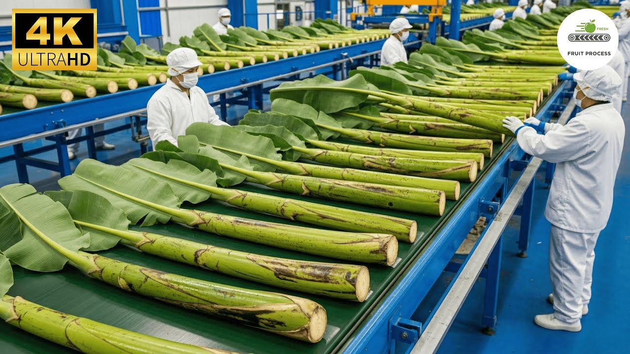 Inside a High Tech Banana Stem Factory: You’ve Never Seen Before (Full Process)
