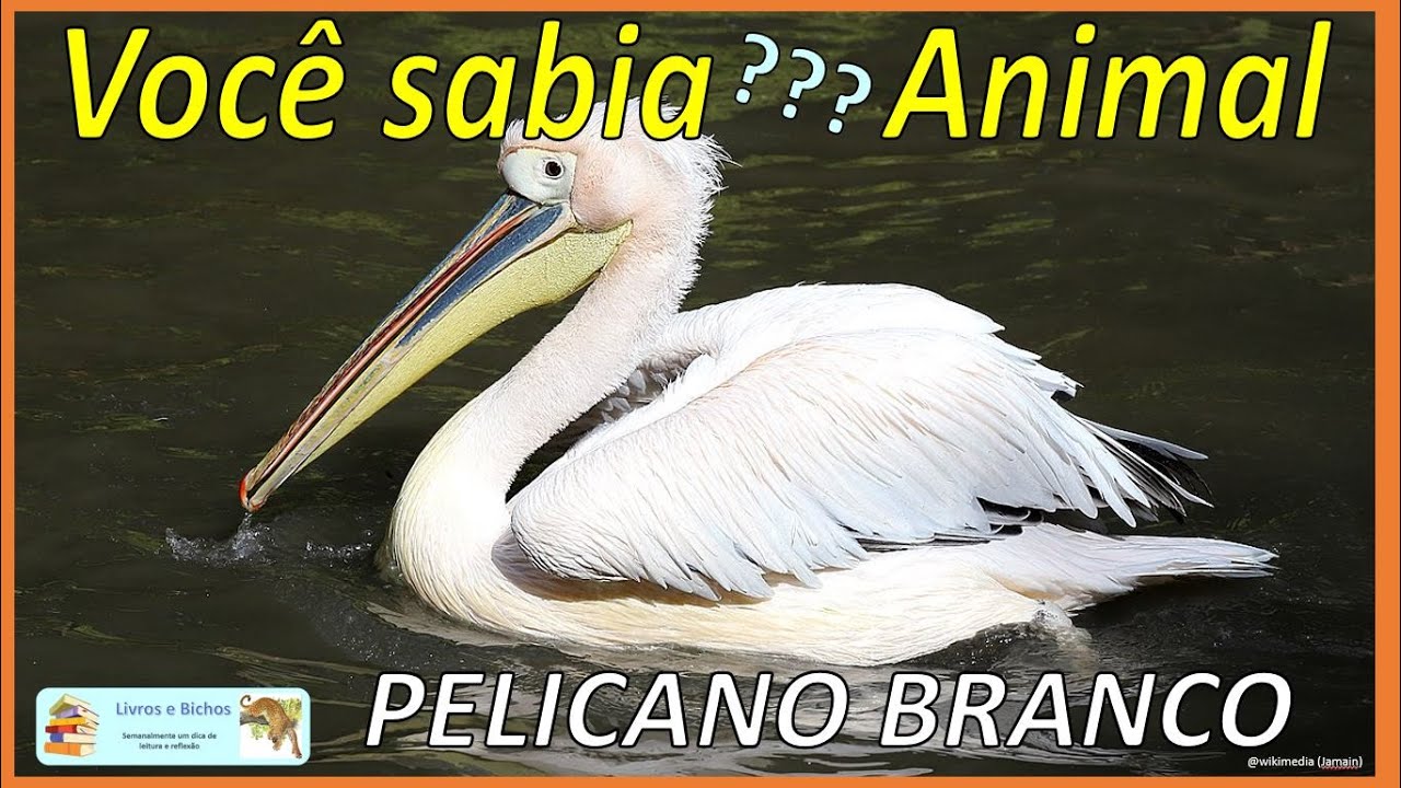 Você sabia? Pelicano branco / White pelican #pelicano #pelican #aves #birds #animals #animais