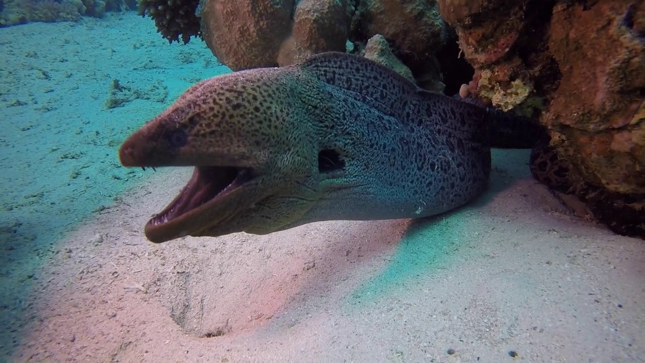 Tauchen Ägypten Coraya Bay 2019