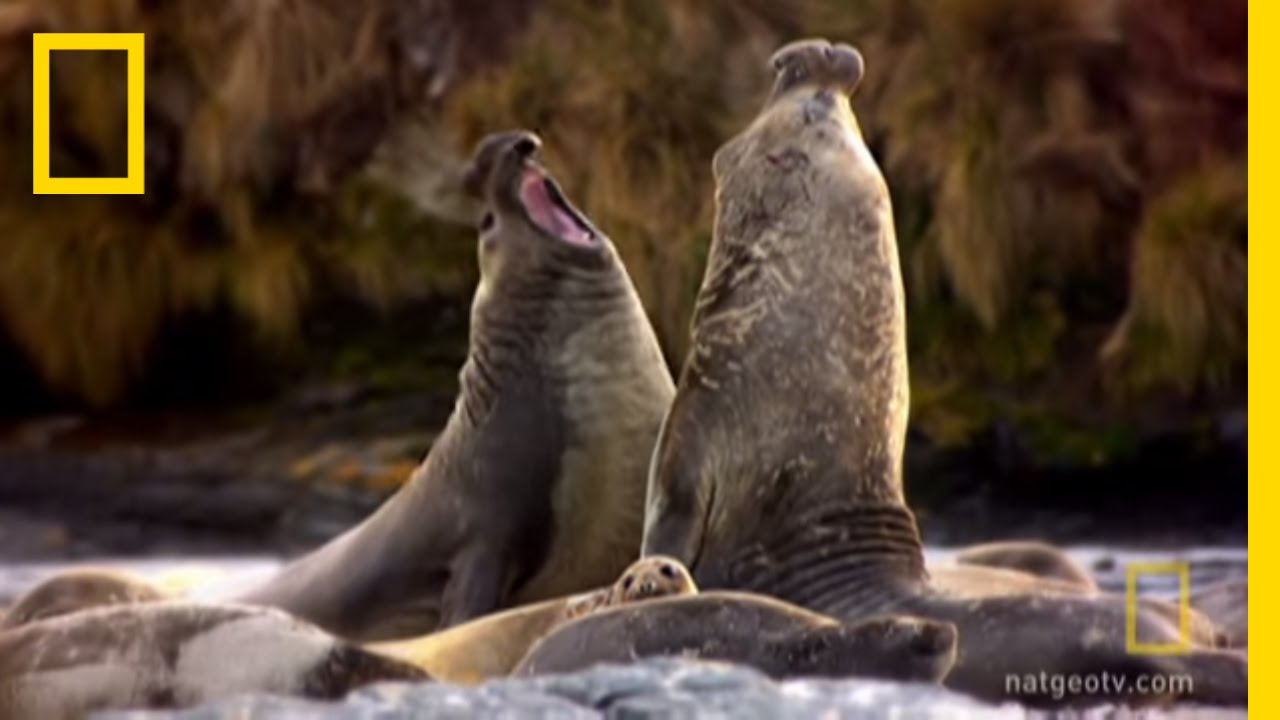 Violent Seal Battle | National Geographic
