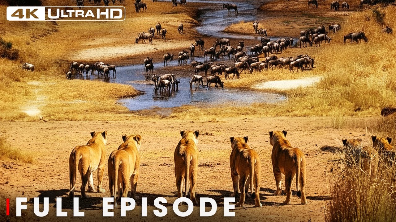Ultimate Predators: Bloody Wars in the Pride (Full Episode) | Nature Animal Documentary