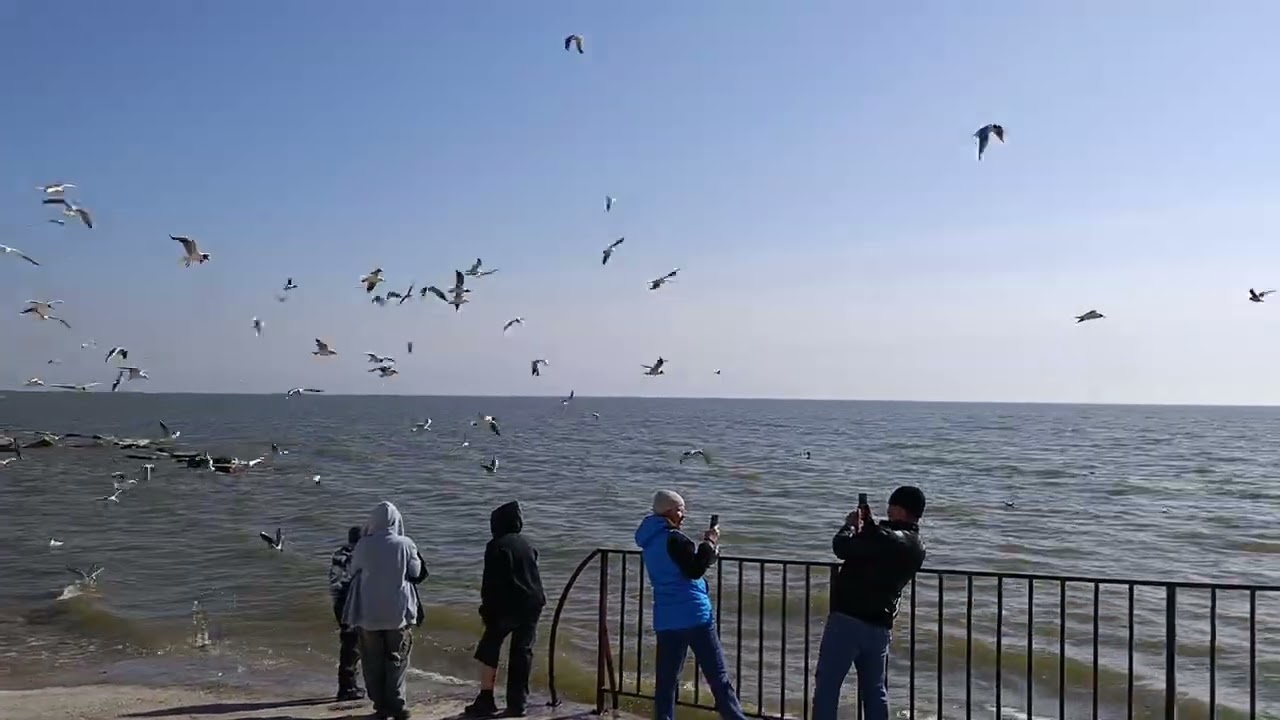 Чайки Азовского моря 