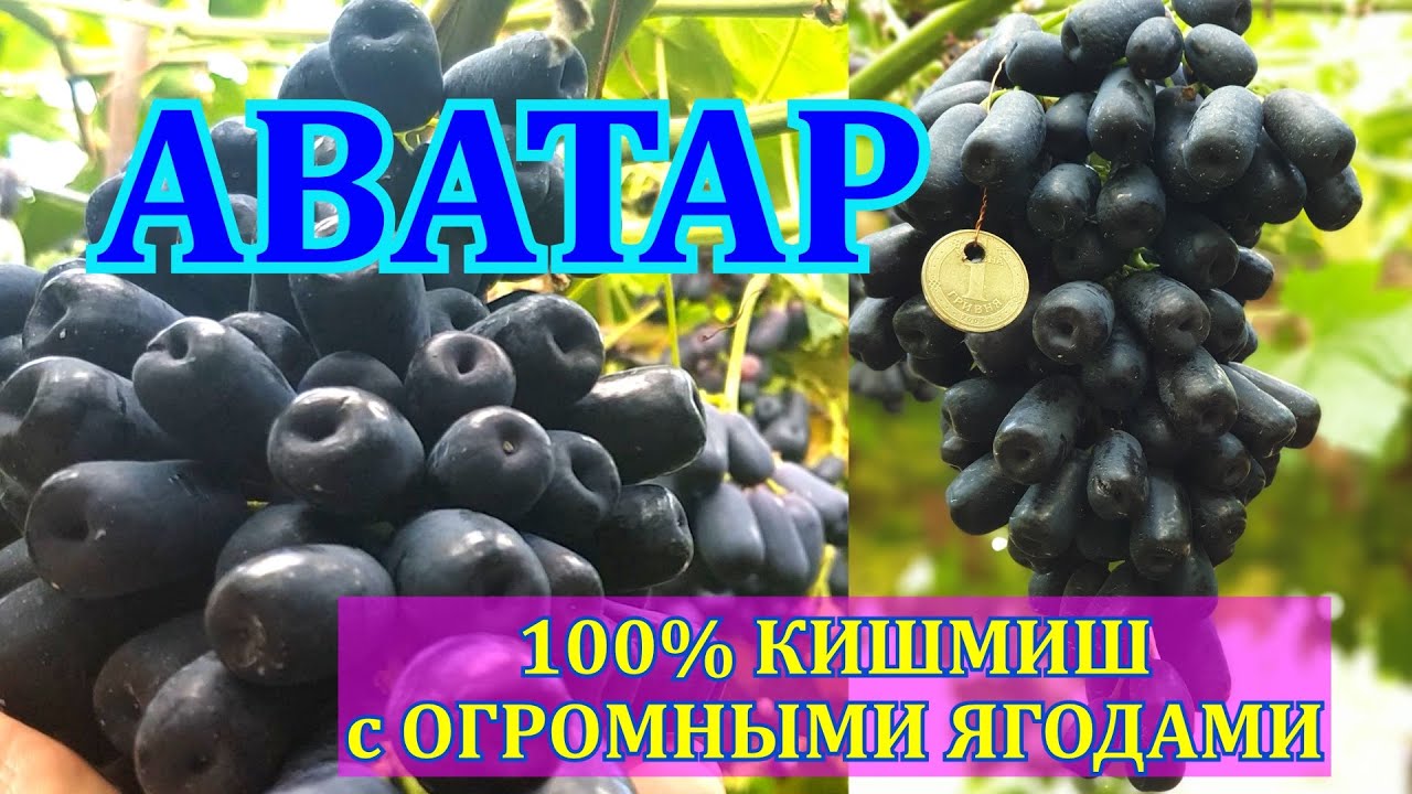АВАТАР ВИНОГРАД ЛУЧШИЙ ОБЗОР и КОНКУРС. AVATAR, SWEET SAPHIRE