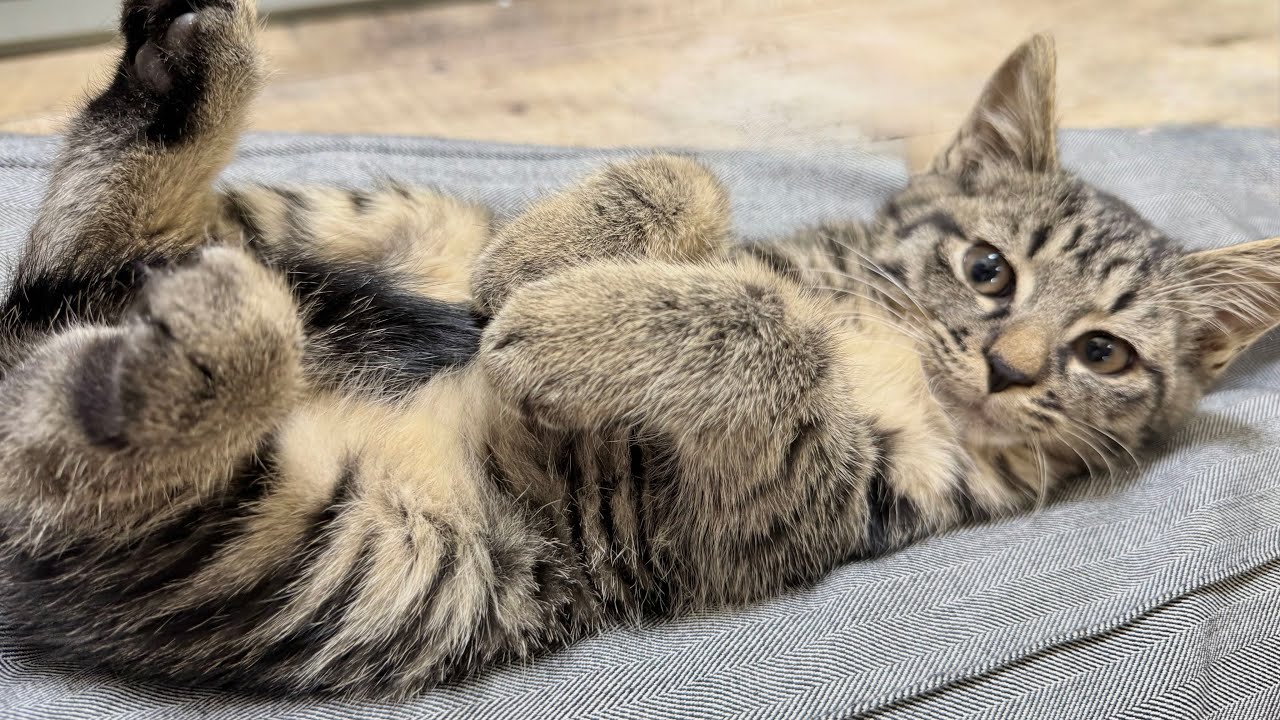 保護７日目 シャーシャー子猫がお膝でこんな姿になりました【さつまいも兄妹日記#3】Kittens throttling on my lap.