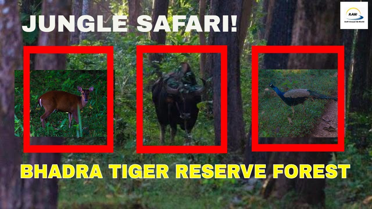 Bhadra Tiger Reserve Forest - Muthodi Wildlife- Jeep Safari