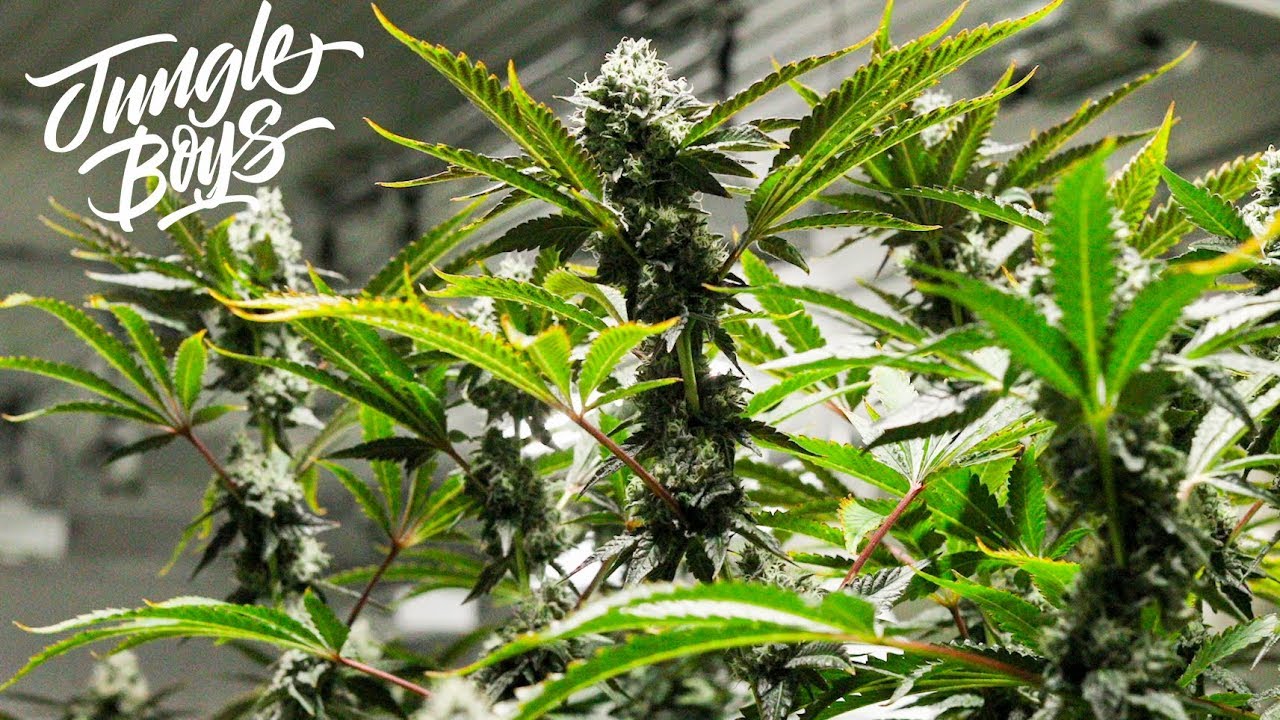 Harvest Day in the Jungle