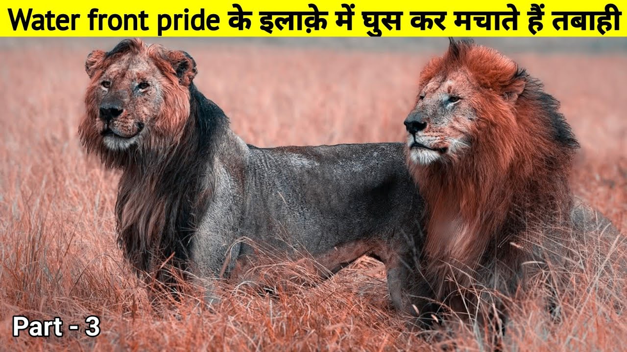 These two deliberately challenge the lions of Water Front Pride || The True Story of African Lions