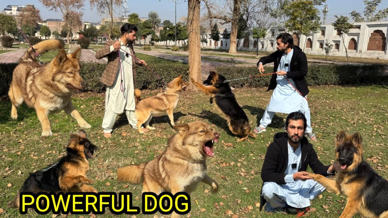Powerful Dogs | German Shepherd & Siberian Husky | 3 Female Puppies 🐶 #dog #puppy #pets 