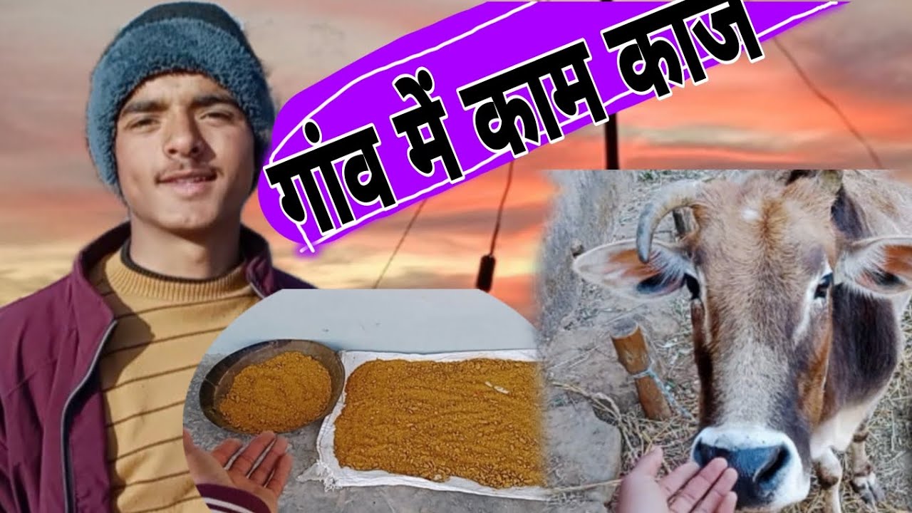 गांव में काम काज♥️