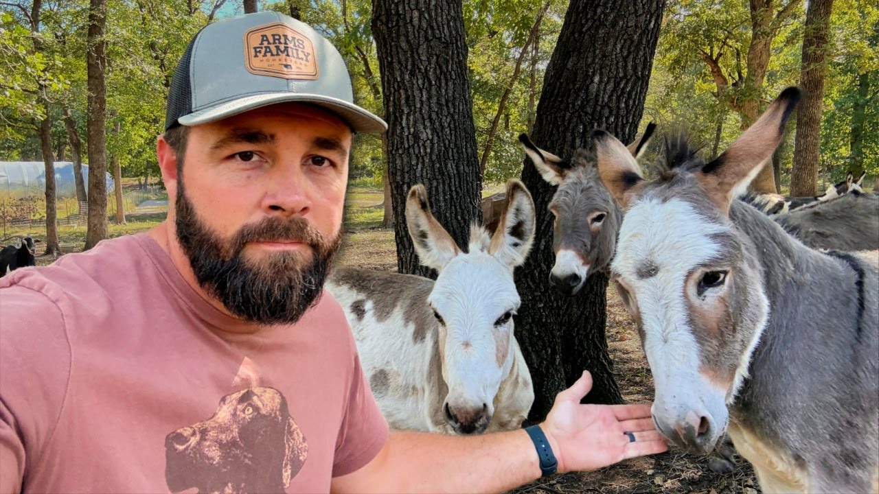 Donkey Dilemma: What Should We Do?