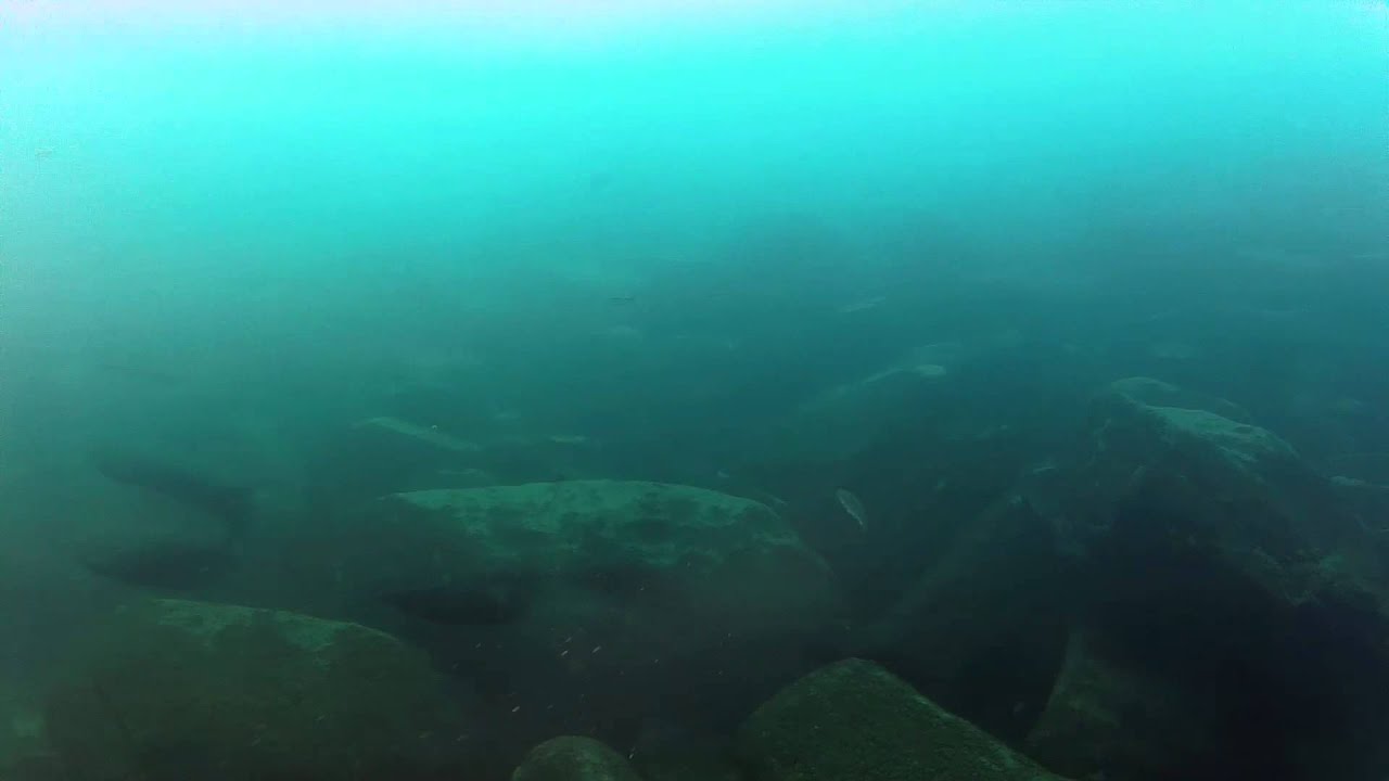 Diving Lake Tanganyika: Bathybates ferox & Benthochromis tricoti