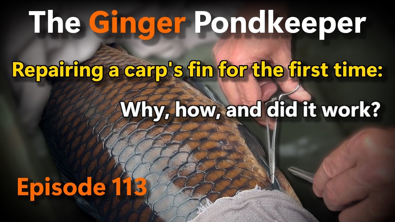 Episode 113: Repairing a carp's fin for the first time: Why, how, and did it work?