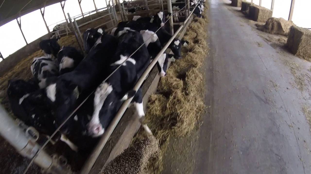 Pushing up feed and feeding grain