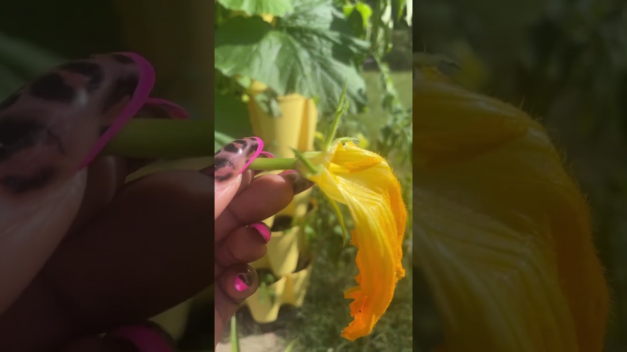 Hand pollination #gardening #zone7b #garden #urbangardning #fallgarden #autumngarden