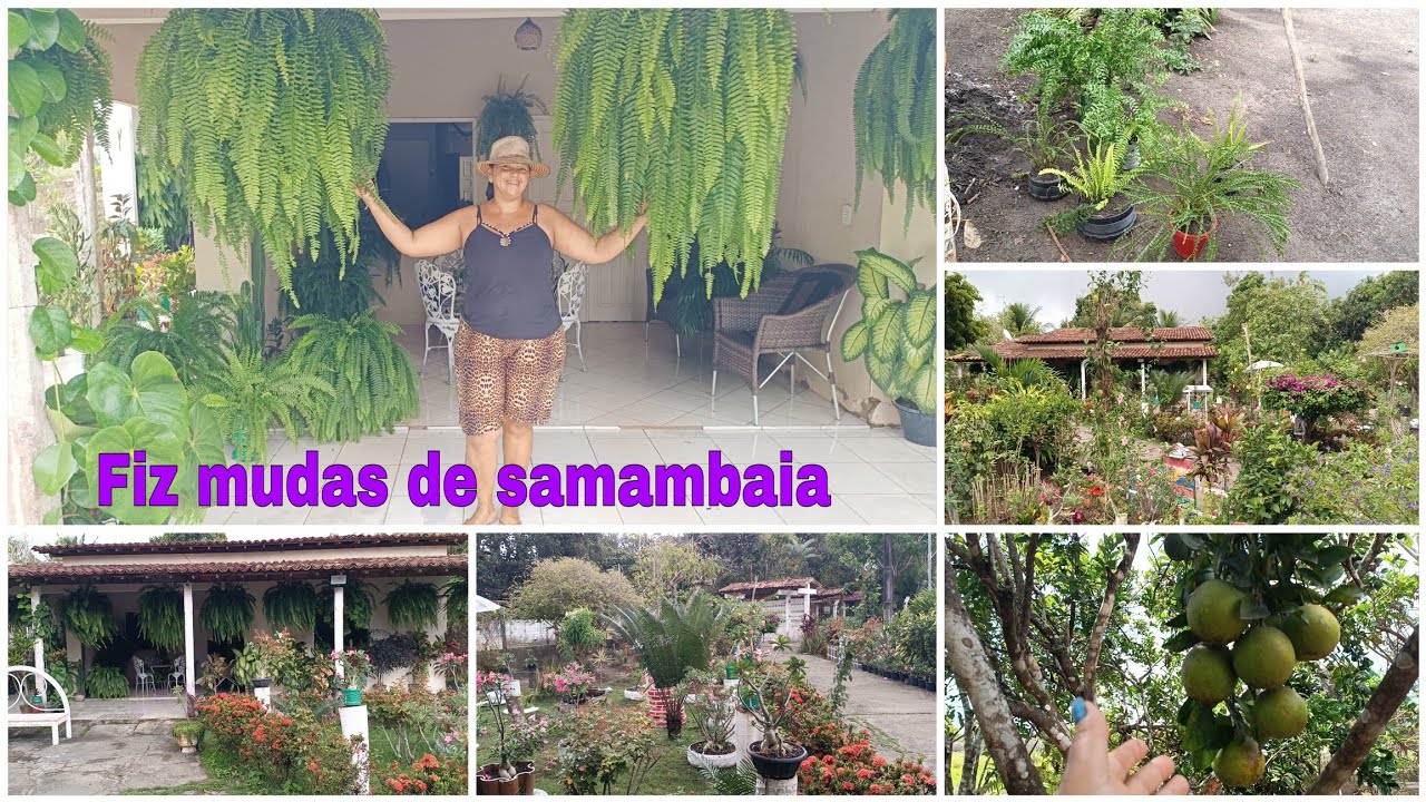 Fiz mudas de samambaia e cuidei do lar com amor ❤️