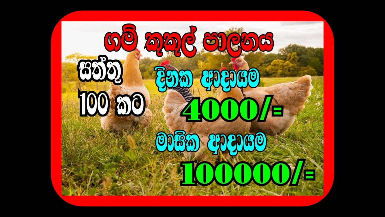 කුකුල්  පාලනයේ සත්තු 100 ක ලාබෙ කොච්චරද? / gam kukul palanaya