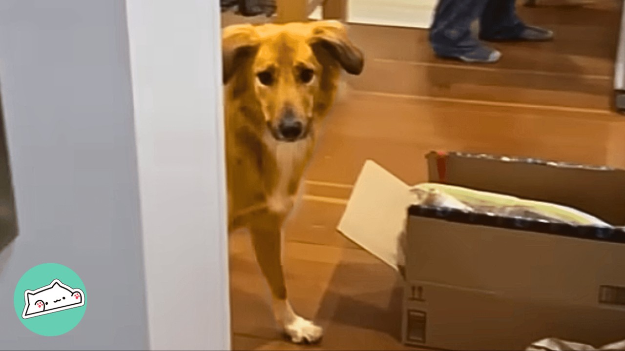 Woman Saves A Scared Street Dog. Now He Does Happy Dances  | Cuddle Buddies