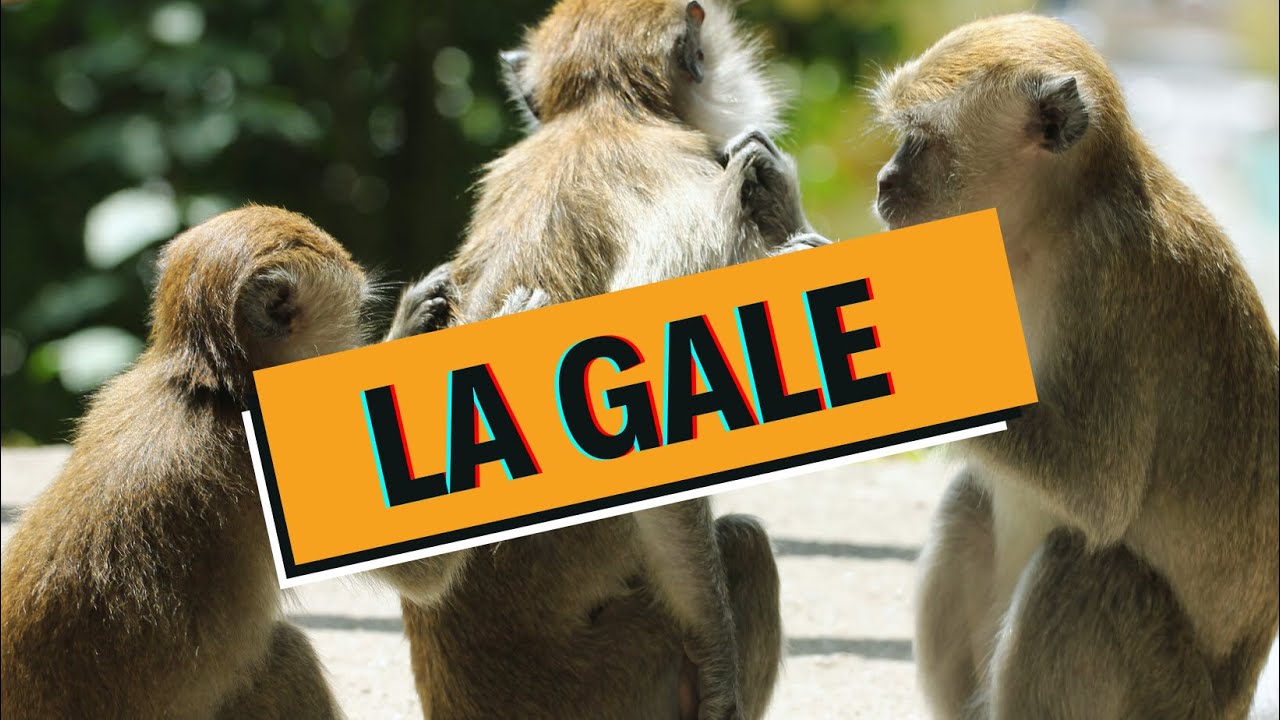 GALE : Tout savoir DEBUNKAGE - WhyDoc #4