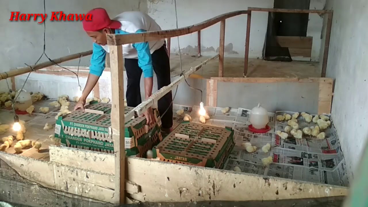 Persiapan Sebelum Kedatangan DOC dari Lantai - Probiotik