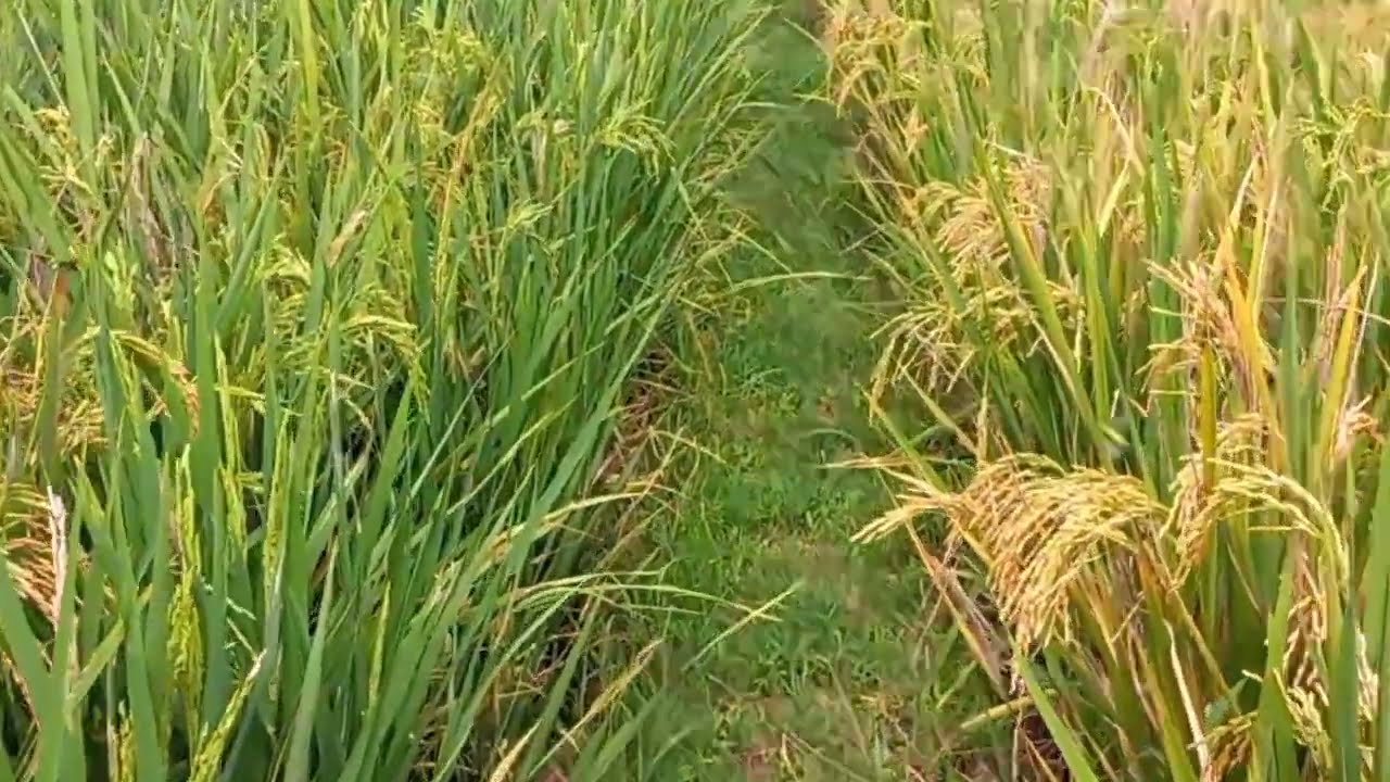 Walking Video | Rural Life - Rice Field
