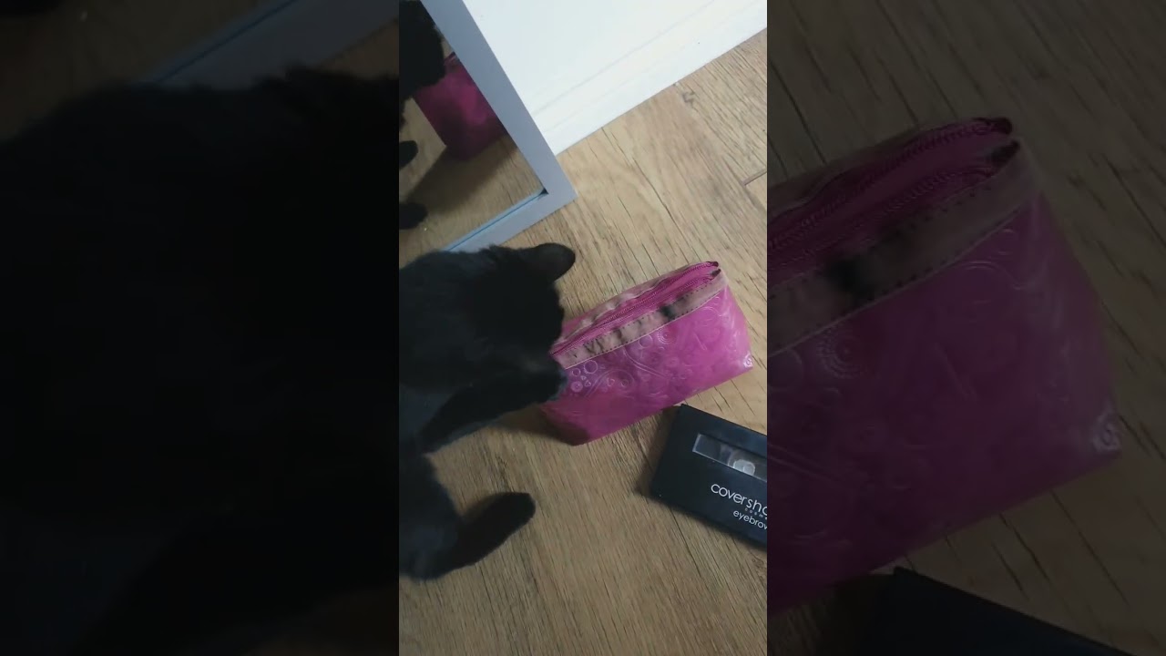 Naughty cat