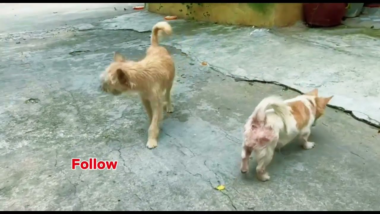 Give food for all  many  cute dogs