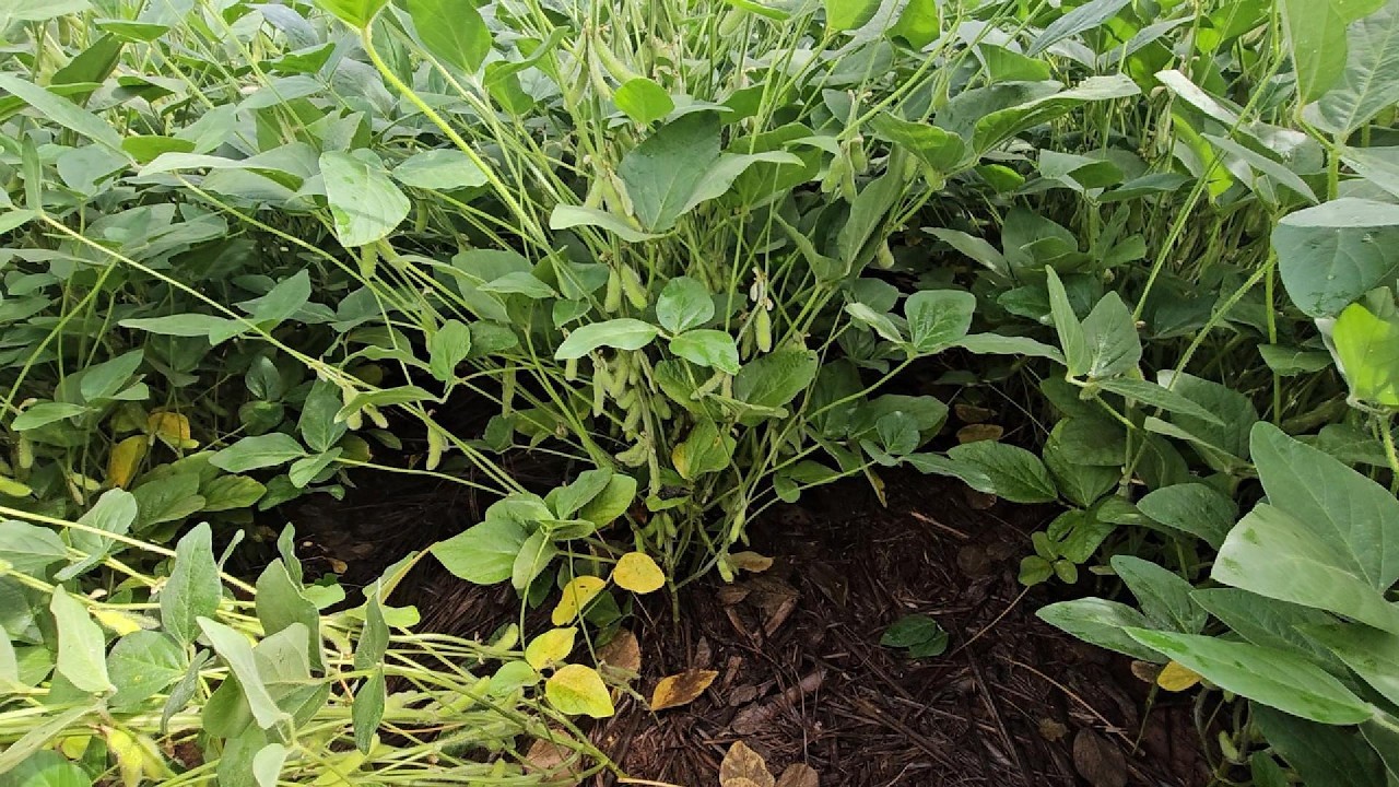 Como Está a Soja Fibra e TMG na Reforma de Cana 🌱