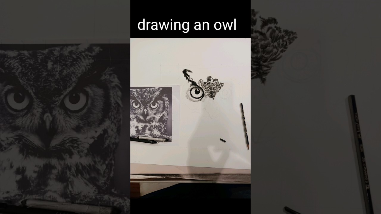owl charcoal drawing #shorts #drawing #art