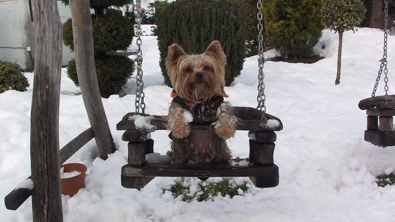 Kevin the swinging dog