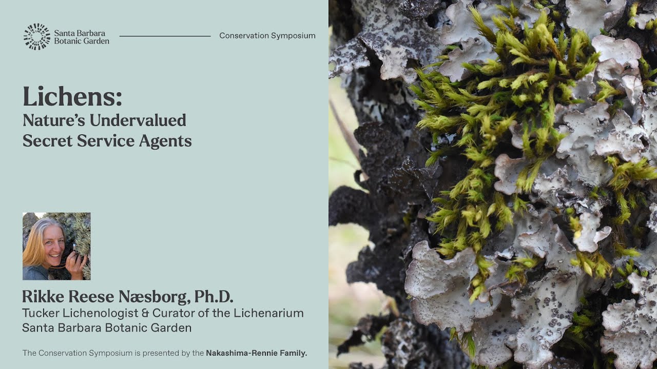 Lichens | Nature's Undervalued Secret Service Agents