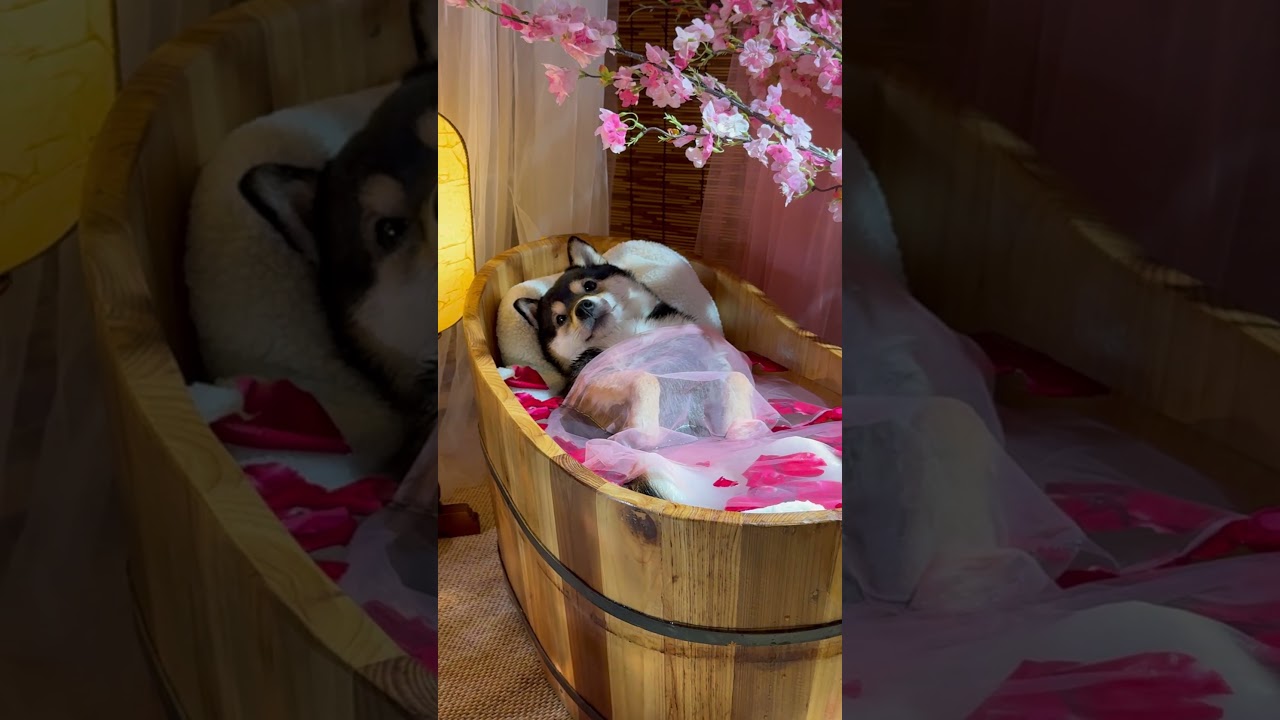 Noble Lady Emerges from Bath | Lady Manyu & Maid Bai