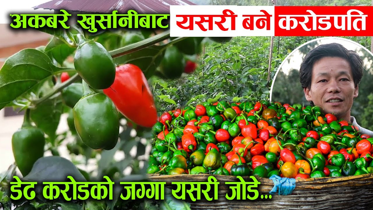 अकबरे खुर्सानीले बनायो करोडपति !, यसरी जोडे डेढ करोडको सम्पत्ति ! │Nepal Chitra
