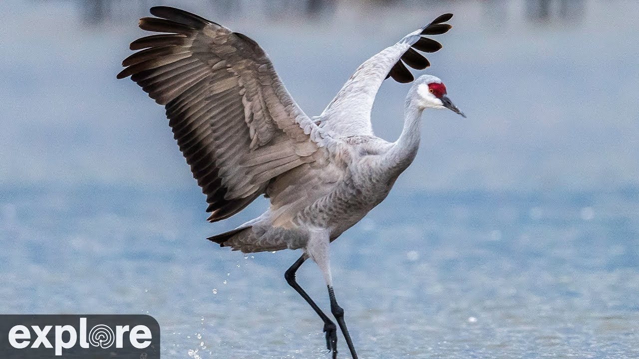 LIVE Sandhill Crane Migration Cam: Audubon's Rowe Sanctuary | explore.org