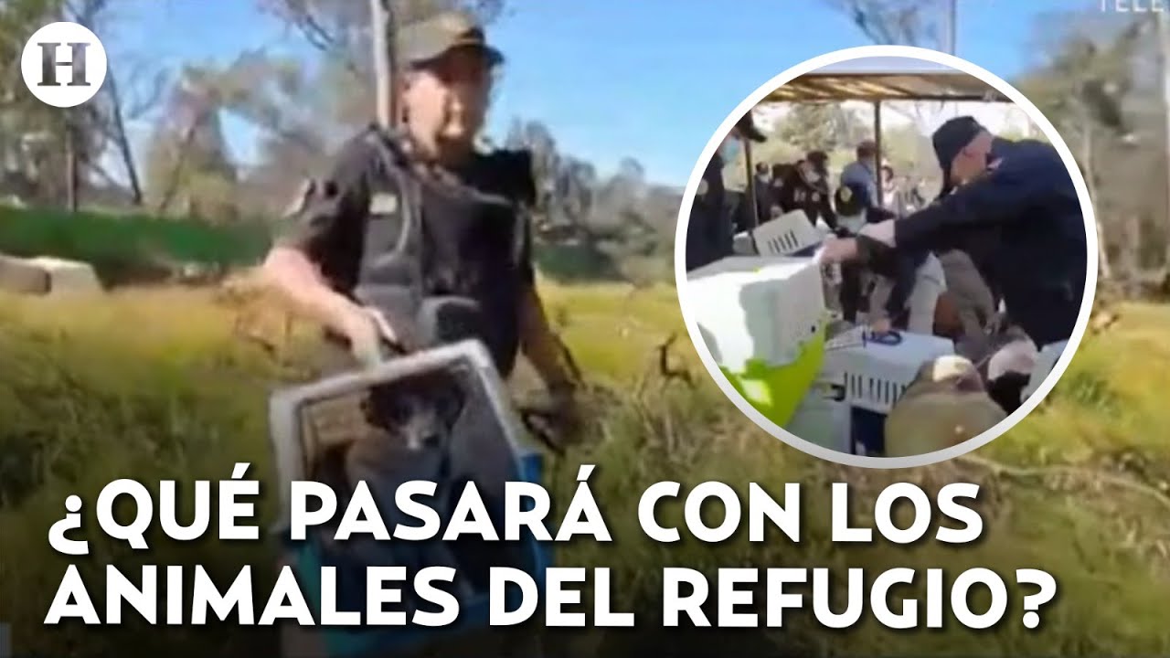 Rescate en Refugio Franciscano  Recuperan a 936 perros en Cuajimalpa  polic&iacute;as resguardan el predio