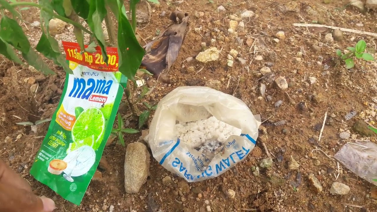 Fusarium sembuh total dengan cara ini lihat videonya