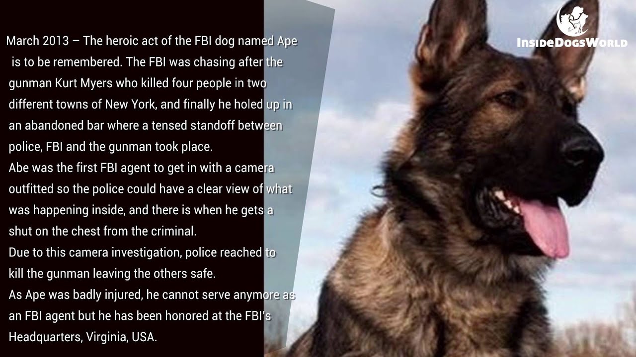 Top 10 Heroic stories of German Shepherd