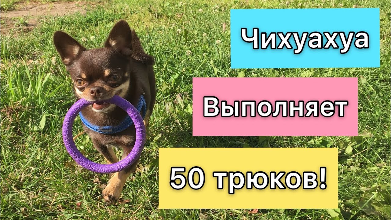 Чихуахуа Арчи выполняет команды. 50 крутых трюков от чихуахуа! Все трюки которые знает моя собака