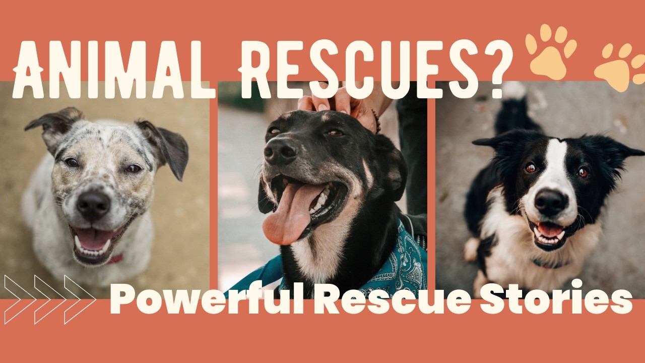Amazing Animal Rescues Caught on Camera | 5 Emotional Animal Rescue Stories
