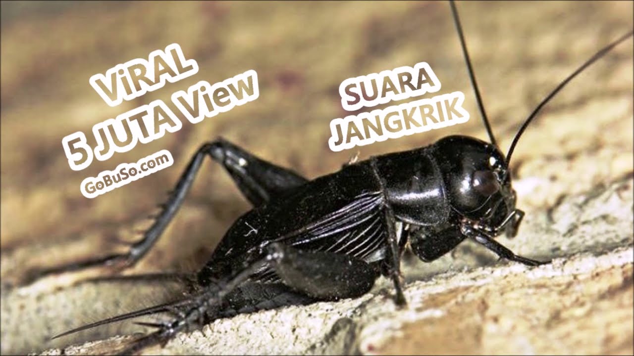 Suara Jangkrik Mp3 -  Download Suara Jangkrik Pengusir Tikus Asli Alam Besetan Durasi Pendek 1 Jam!
