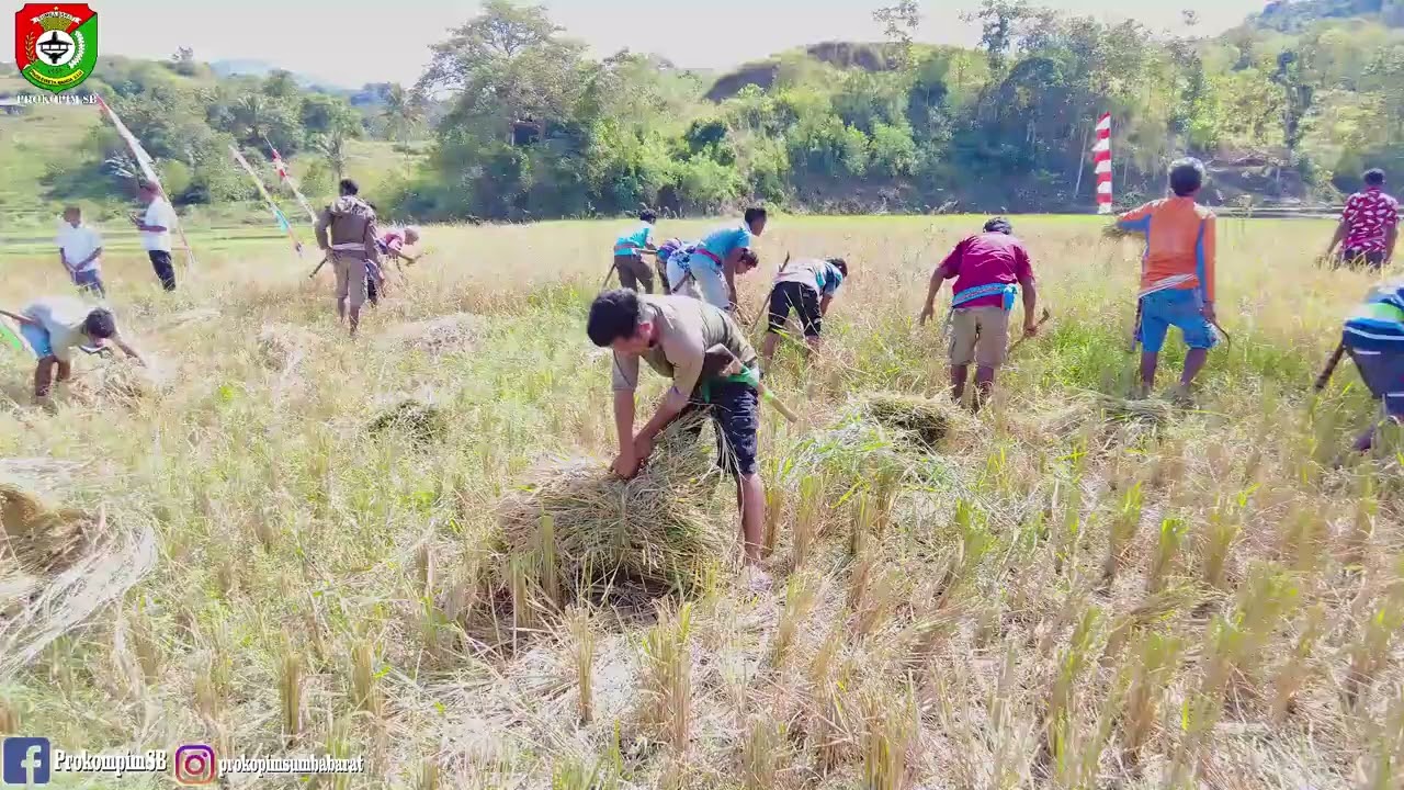Kunker Dan Panen Bersama Bupati Yohanis Dade,SH Lamboya Dete
