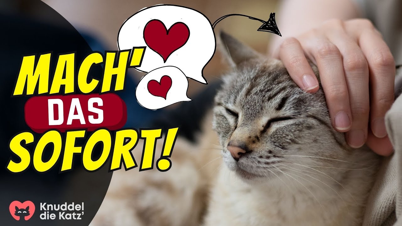 7 Sofort-Tipps, um das Vertrauen deiner Katze zu st&auml;rken