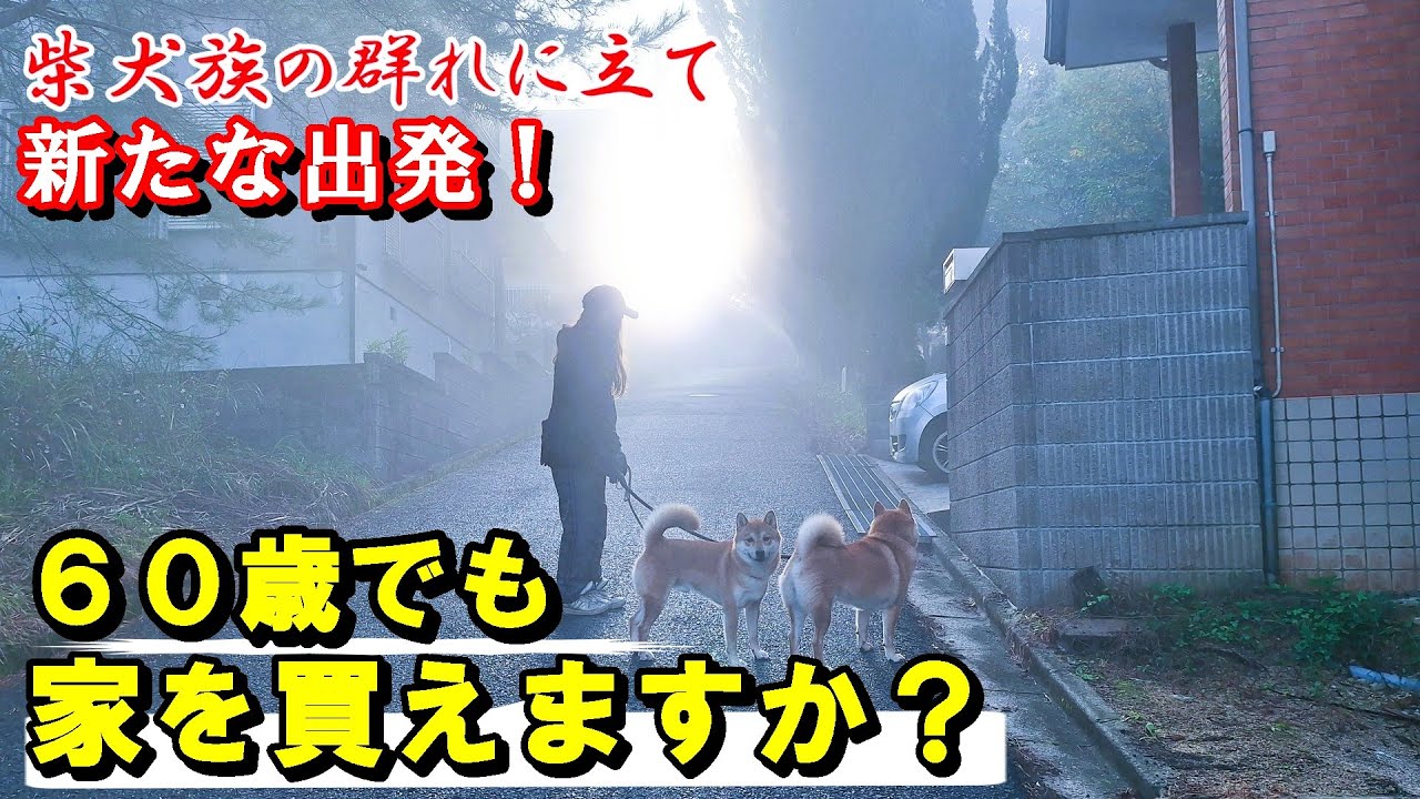 ６０歳で初めて柴犬と暮らす家を買った訳とは！＃柴犬多頭飼い