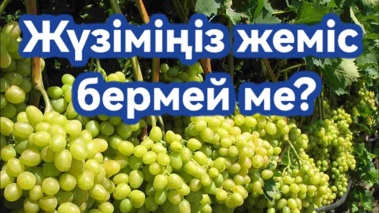 Тұрақты жеміс алу үшін осылай жасап көр!