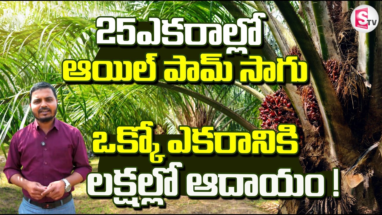 25 ఎకరాల్లో Oil Palm Cultivation ఒక్కో ఎకరానికి లక్షల్లో ఆదాయం! | Oil Palm Farming @SumanTVRythu