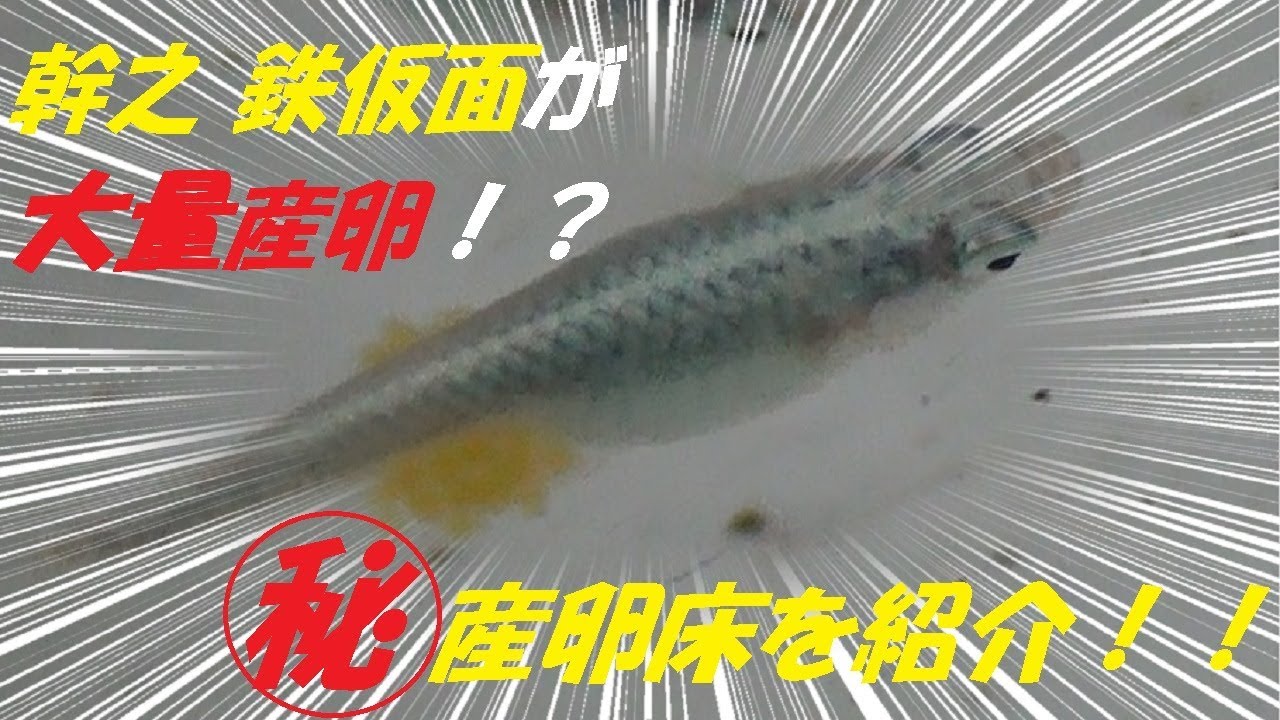 幹之 鉄仮面（みゆきてっかめん）が大量に卵を産んだのでマル秘産卵床を紹介