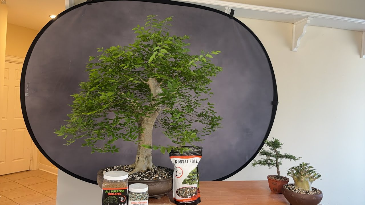 Spring Bonsai Care - We are The Bonsai Supply is live!