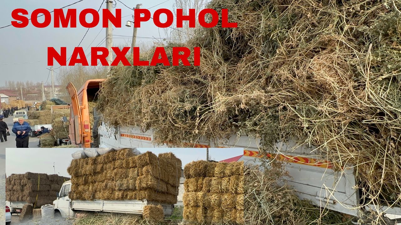 BEDA YERYONĞOQ SOMON POHOL PRES NARXLARI BILAN TANISHING QÕQON HASHAK BOZORIDAN 